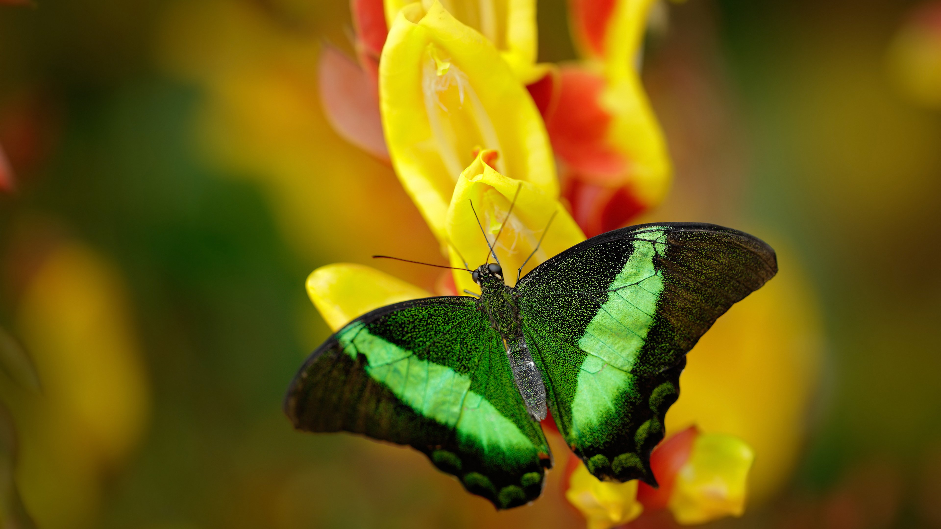 关键时刻，他稳如老狗的罚球，多次救队于水火之中！